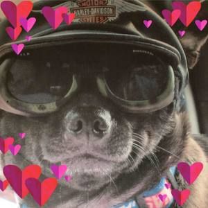 Meet your Posher, Patty